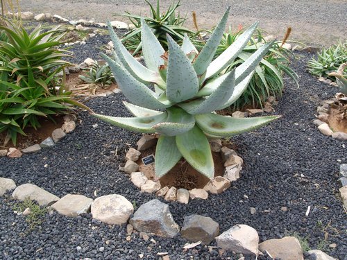 Aloe broomii