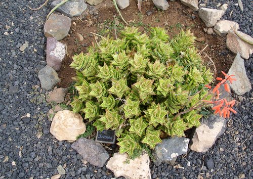 Aloe juvenna