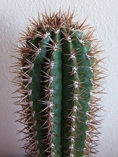 Coleocephalocereus goebelianus