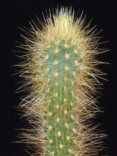 Micranthocereus purpureus MH 642, Naros de Cruizero