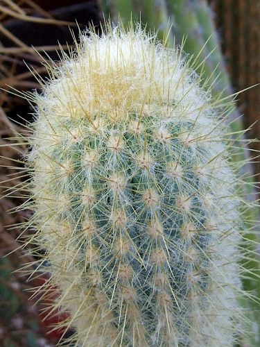 Micranthocereus purpureus