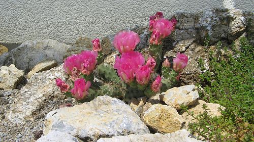 Opuntia fragilis