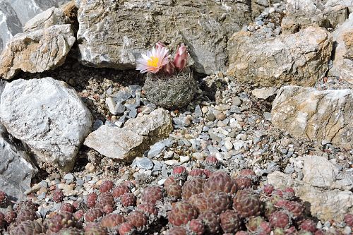 Pediocactus simpsonii