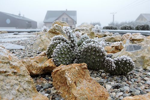 Opuntia humifusa postben