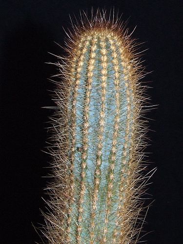 Siccobaccatus dolichospermaticus