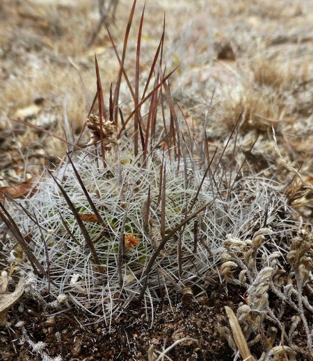 Echinofossulocactus spec. u La Salitrera