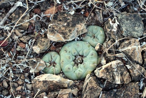 Lophophora diffusa, Peñamiller