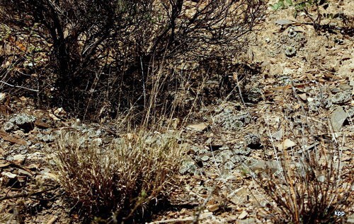 Strombocactus disciformis, stovky rostlin na lokalit