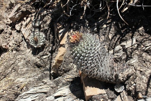 Strombocactus corregidorae, Maconi