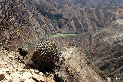 Strombocactus corregidorae, Maconi, s pehradou na dn dol