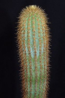 Pilosocereus aurisetus var. aurilanatus HU 144