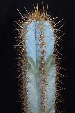 Pilosocereus azureus