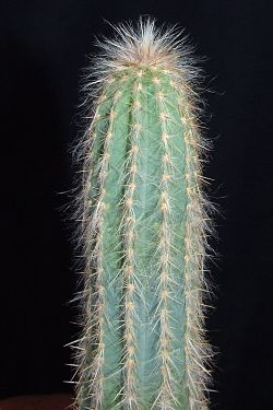 Pilosocereus chrysacanthus