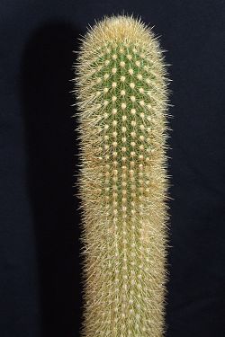 Pilosocereus chrysostele