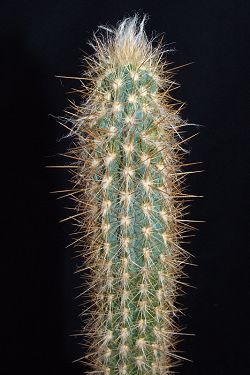 Pilosocereus gounellei