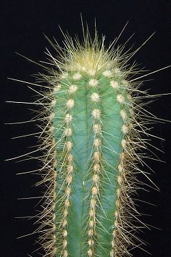 Pilosocereus jauruensis