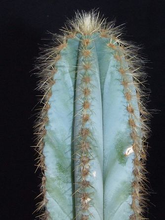 Pilosocereus pachycladus