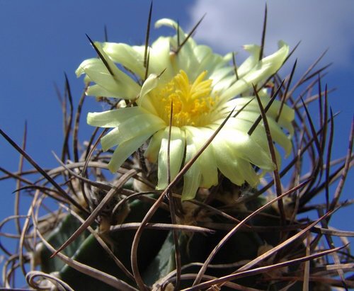 Astrophytum niveum crassispinum, pvod H. Swoboda