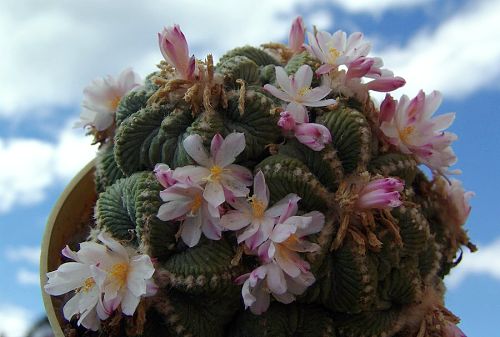 Aztekium ritteri