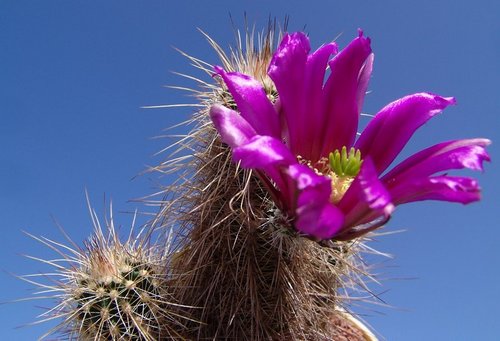 Echinocereus apachensis RuA 15, s. Globe Gila Co, Az.