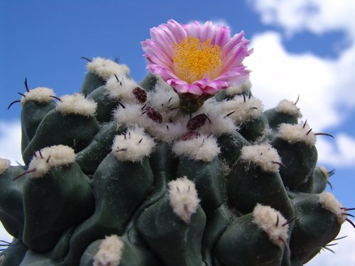 Thelocactus rinconensis subsp. palomaense