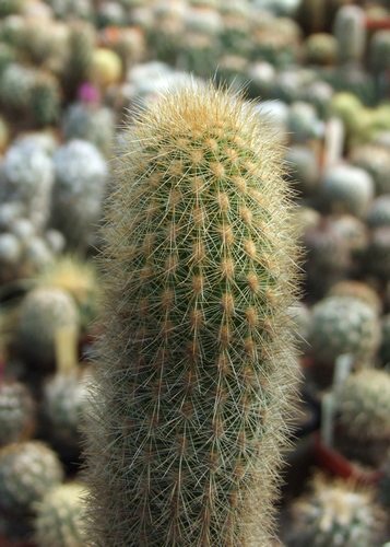 Loxanthocereus ferrugineus Jir-111, dol Nazca, Peru