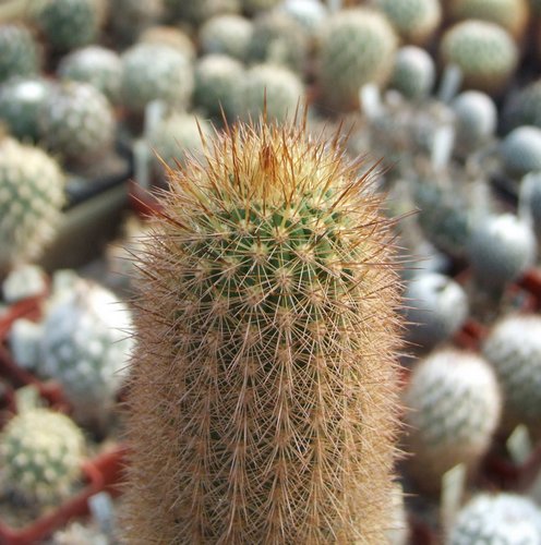 Loxanthocereus montanus, Jir-70, Puquio, Peru