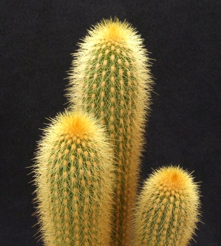 Weberbauerocereus winterianus