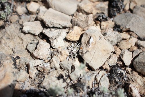 Navajoa peeblesiana f. menzelii
