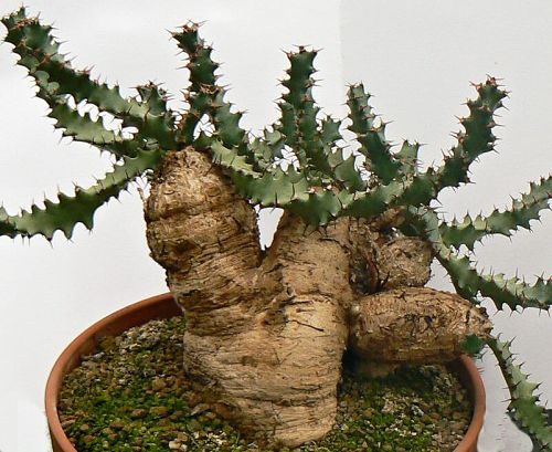 Obnaen kaudex Euphorbia squarosa