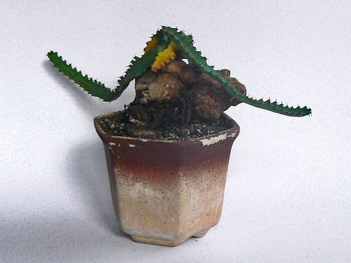Kristtn kaudex Euphorbia stellata