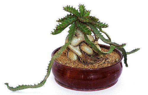 Normln kaudex Euphorbia stellata
