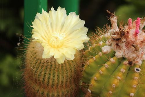 Eriocactus leninghausi