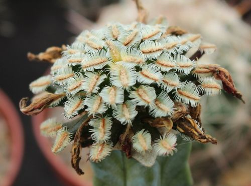 Novinka z Marsu spadl, Mammillaria bertholdii.