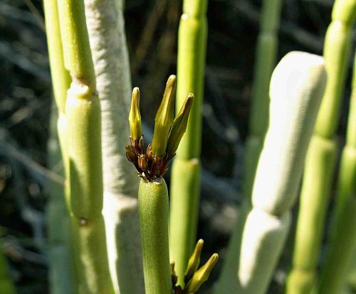 Podzimn poupata Ceropegia dichotoma