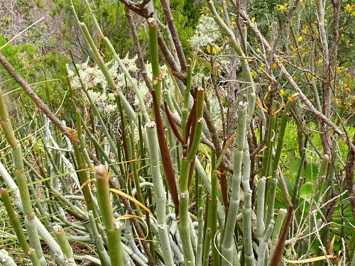 Kontrastn jarn plody na vrcholcch Ceropegia dichotoma tamt