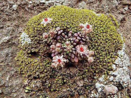 Kvetouc Monanthes brachycaulos v mechovm bochnku ze stejnho dol