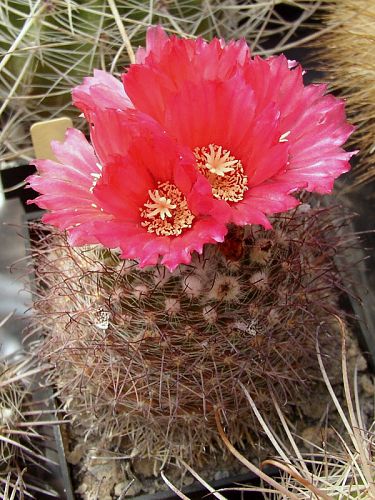 Parodia tafiensis