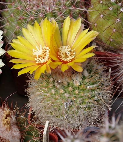 Parodia mutabilis