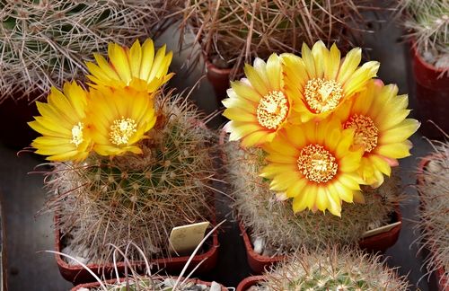 Parodia catamarcensis + P. mutabilis