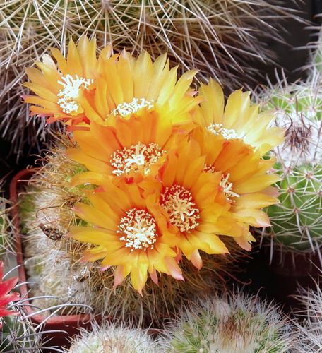 Parodia herzogii (sp ale P. microsperma)