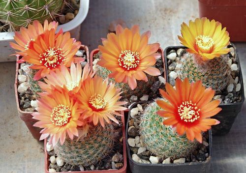 Parodia malyana, Anquincilla, Catamarca, Arg.