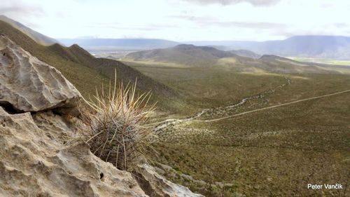 Thelocactus lausseri, Sierra de las Ovejas (foto Peter Vank)