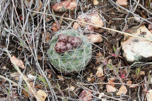 Pediocactus paradinei