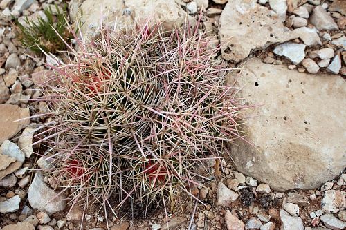 Echinocactus xeranthemoides