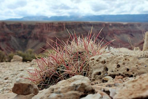 Echinocactus xeranthemoides