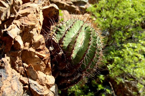 Ferocactus schwarzii, presa Bacurato, Sinaloa, Mexico