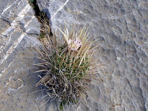 Echinofossulocactus spec. Sandia, NL