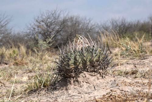 E. coptonogonus 20 km vchodn od msta San Luis Potos.