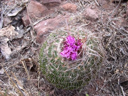 Vppad E. multicostatus dosahuje poet eber naopak maxima. Rostlina na snmku zlokality La Muralla (Coahuila) m 144 eber.